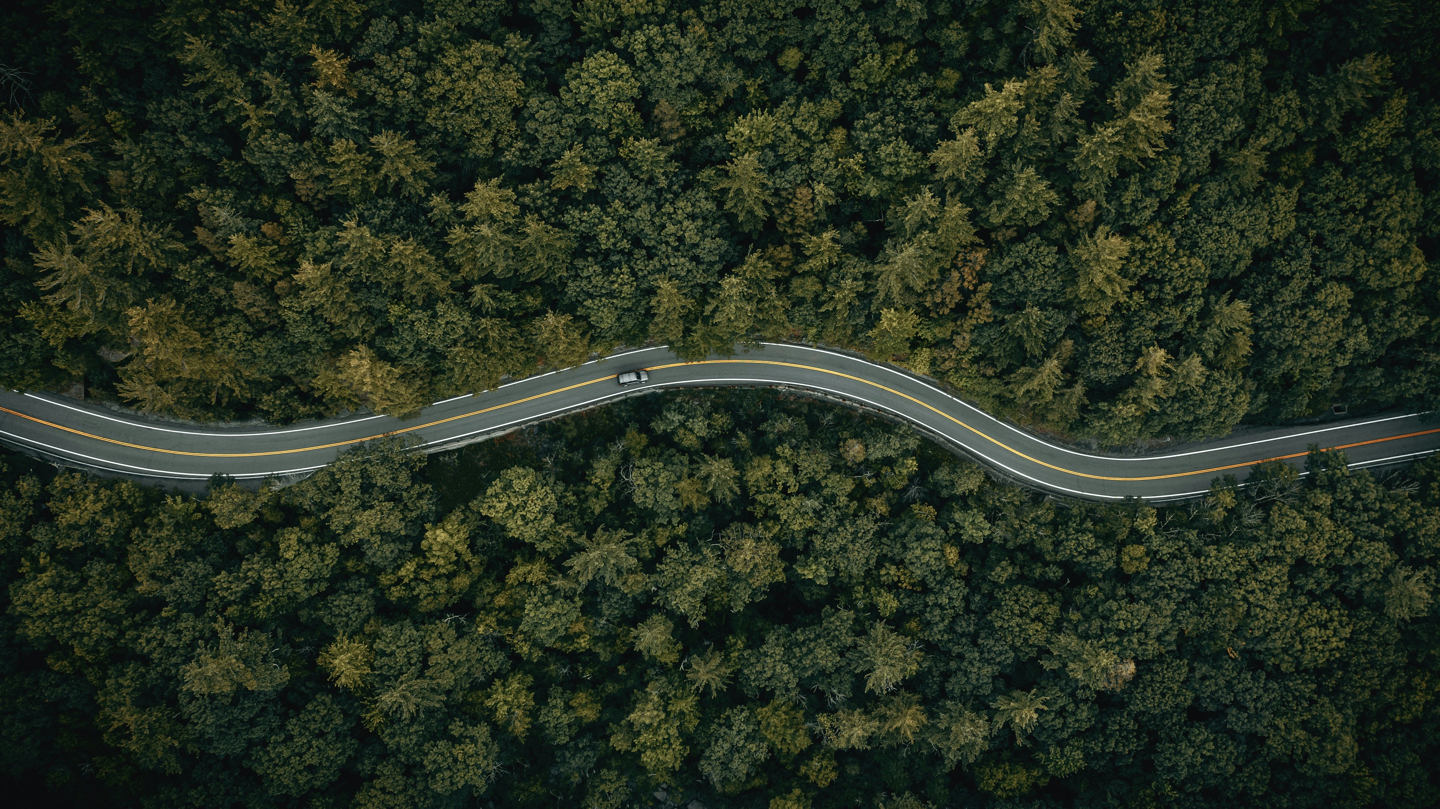 Aerial view of a winding forest road